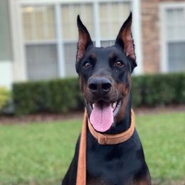 Doberman Pinschers from Kapu Kennels