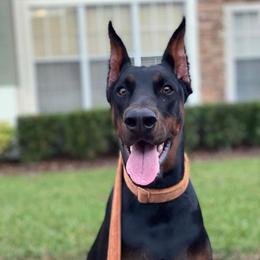 Doberman Pinschers from Kapu Kennels