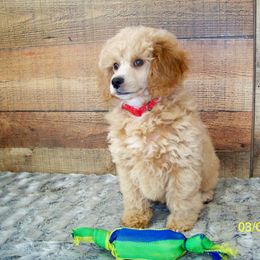 Goldendoodle and Poodle Puppies from Golden B Acres