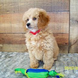 Goldendoodle and Poodle Puppies from Golden B Acres