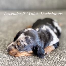 Dachshund Puppies from Lavender and Willow Dachshunds