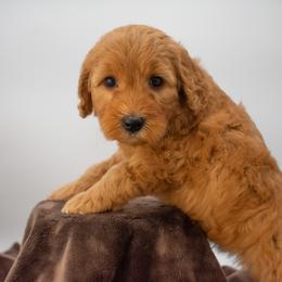 Sage Purple - Red  female Goldendoodle puppy in Lafayette, Alabama from Sweethaven Kennels