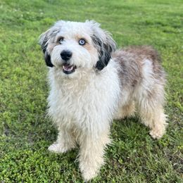 Freya - Aussiedoodle