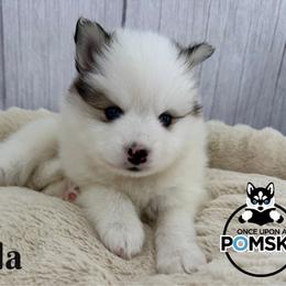 Bella - Black and white female Pomsky puppy in Eastman, Georgia from Once Upon A Pomsky