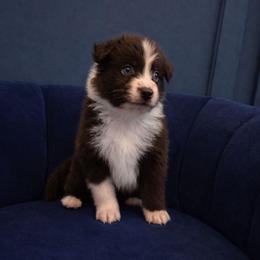 Oberon - Red & white male Australian Shepherd puppy in Dulzura, California from Windsong Ranch Aussies
