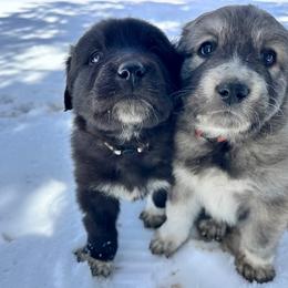 Boy 5 - male Anatolian Pyrenees puppy in Pleasant View, Colorado from Pails & Provisions Farm