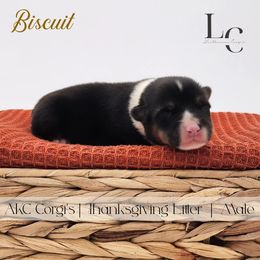 Biscuit - Black and tan male Pembroke Welsh Corgi puppy in Pine Village, Indiana from NL Horsemanship