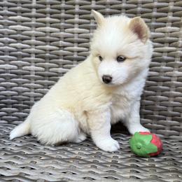 Rosalind - White female Pomsky puppy in Winchendon, Massachusetts from Mountain View Pomskies