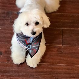 Maltese, Maltipoo, and Poodle Puppies from Healing Pawz LLC