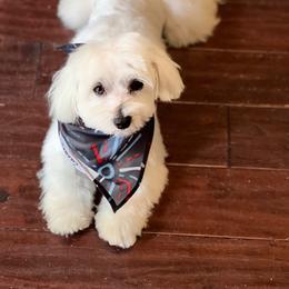 Maltese, Maltipoo, and Poodle Puppies from Healing Pawz LLC