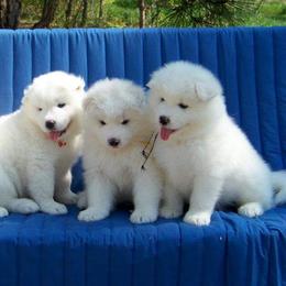 Samoyeds from ChinookStar Sams
