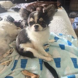 Maxi Poo - Chihuahua