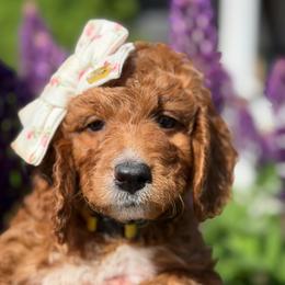 Bridget (yellow collar) - Red female Irish Doodle puppy in Mouth Of Wilson, Virginia from HoneyBunn Doodle Co.