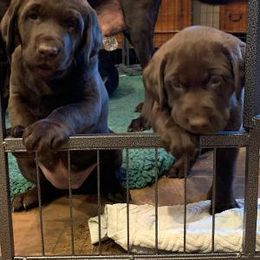 Labrador Retriever Puppies from Gun Dog Retrievers
