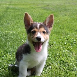 Girl 3 - Black and tan Pembroke Welsh Corgi puppy in Southington, Ohio from Kovar corgis