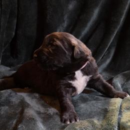 Girl 5- Lavender - Fawn female Anatolian Shepherd Dog puppy in La Grange, Georgia from Florida Anatolian Shepherds