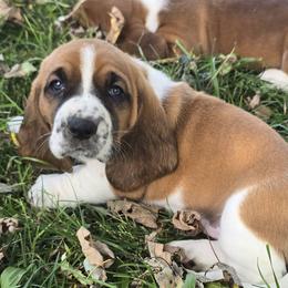 Lucy - Brown black and white female Basset Hound puppy in Loysburg,, Pennsylvania from Fisher's Couch Hounds