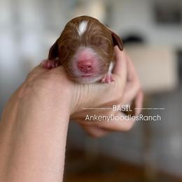 BASIL - Parti male Goldendoodle puppy in Independence, Oregon from ANKENY DOODLES