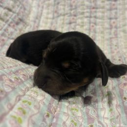 Saydee - Black and tan female Dachshund puppy in Dobson, North Carolina from Oakleys Dachshund Haven