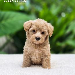 Carina - Red female Aussiedoodle puppy in Centreville, Mississippi from Trin's Designer Doodles