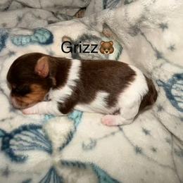 Grizz - Chocolate, tan and white male Yorkshire Terrier puppy in Clarksburg, Indiana from Hidden Gems Parti Yorkies