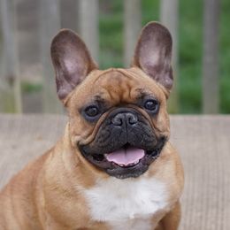Robyn - French Bulldog