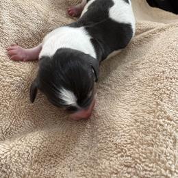 Boy 1 - Piebald male Dachshund puppy in Elfrida, Arizona from Brooke Brumley