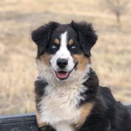 Jo - Australian Shepherd