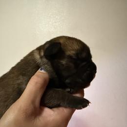 Boy 3 - Fawn male Cane Corso puppy in Sandia, Texas from OneTime Cane Corso