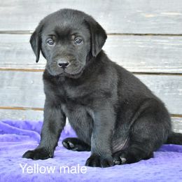 Yellow male - Black male Labrador Retriever puppy in Mississippi from Sure Shot English Labs