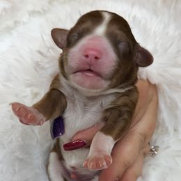 Mr. Blue - Sable male Aussiedoodle puppy in Georgetown, Texas from Mc Doodles of Texas LLC