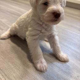 Desoto - White male Miniature Schnauzer puppy in Alabama from Little River Miniature Schnauzers