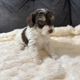 Ruffles - Parti male Yorkipoo puppy in San Antonio, Texas from Sweet as dessert puppies
