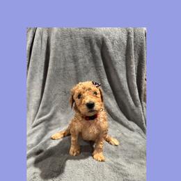 AKC Standard poodle Rapunzel - Apricot female Poodle puppy in Harrisburg, Arkansas from Ransone’s Ridge Runners Poodles and Doodles
