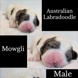 Mowgli - Merle male Australian Labradoodle puppy in Roseburg, Oregon from Lookingglass Doodles