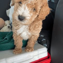 Cavapoo and Poodle Puppies from Happy Tails Poods and Doods