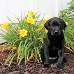Labrador Retriever Puppies from Lacey Adkins