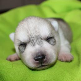 Red - Gray and white female Siberian Husky puppy in Le Sueur, Minnesota from Tevana Siberians LLC