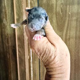 Flower - Blue merle female Toy Australian Shepherd puppy in Blacksburg, South Carolina from Rustic Rose Toy Australian Shepherds