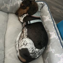 Myles - Dachshund
