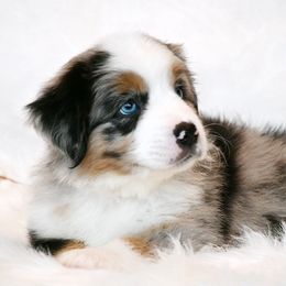 GUMDROP - Blue merle male Miniature American Shepherd puppy in Pasco, Washington from ROCK CREEK