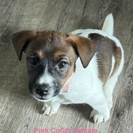 Jack Russell Terrier puppies from Fenstillvar