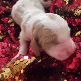 Boy 2 - Lemon and white male Basset Hound puppy in Woodruff, South Carolina from LONG EARS FARM AKC BASSET HOUNDS