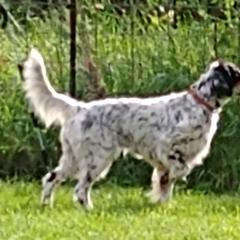 Libby - English Setter