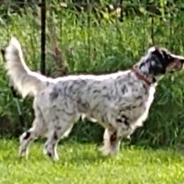 Libby - English Setter