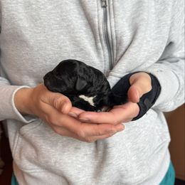 Black and white Male - Black and white male Bernedoodle puppy in Constableville, New York from Zehr’s Labradoodles & Bernedoodles