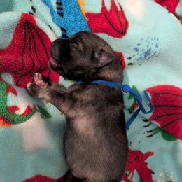 Boy 2 - Gray cream and black male Keeshond puppy in Tumwater, Washington from Merrythought Keeshonden