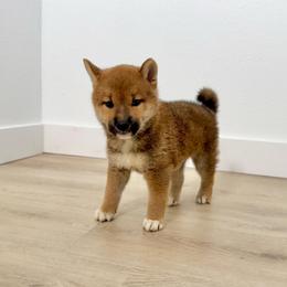 Tozowa - Red male Shiba Inu puppy in Houston, Texas from Sakura Blossom Shibas
