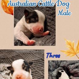 Three - Blue male Australian Cattle Dog puppy in Fife Lake, Michigan from Kurczak Farm LLC