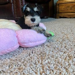 Miniature Schnauzer Puppies from A'Lord Miniature Schnauzer